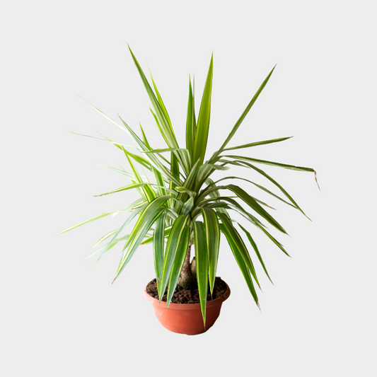 Yucca Jewel Bonsai
