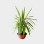 Yucca Jewel Bonsai