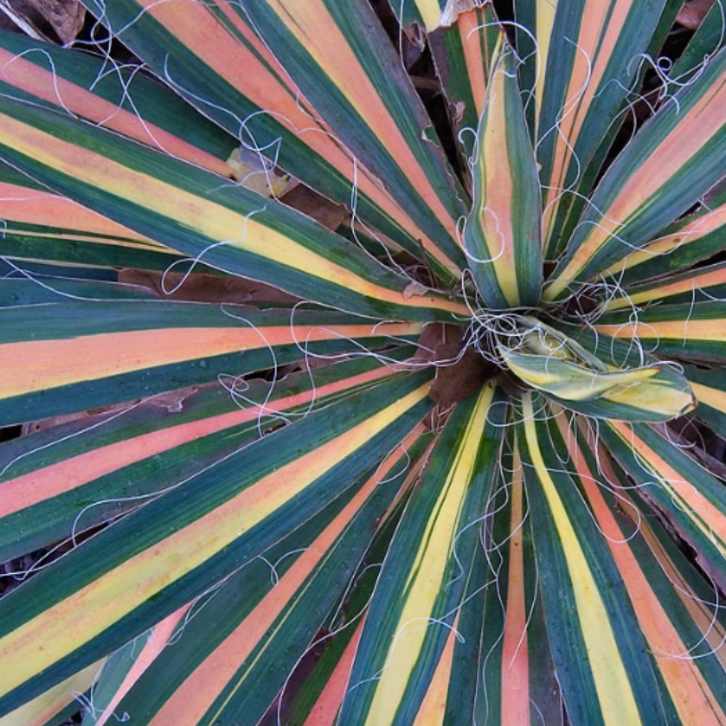Yucca Filamentosa