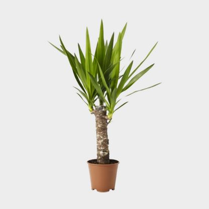 Yucca