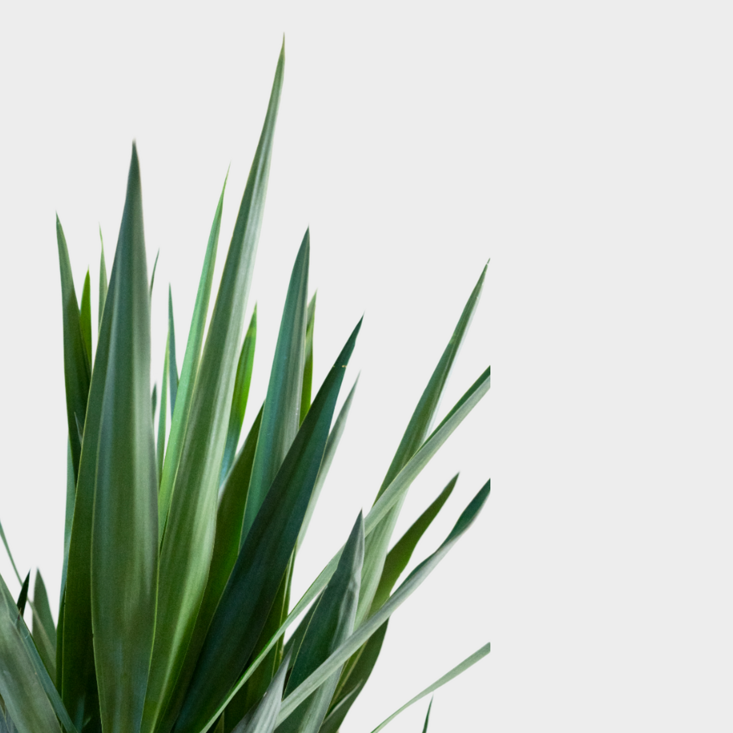 Yucca