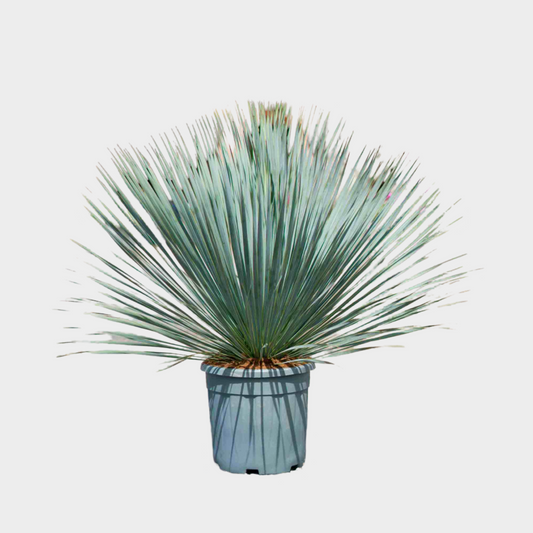Yucca Rostrata