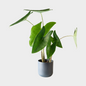 Alocasia Zebrina